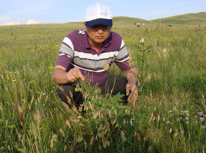 2009年曹晖博士在内蒙古采集黄芪样品